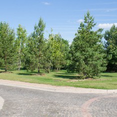 Посадки сосны, поселок Онегино