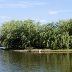 Остров, поселок Онегино