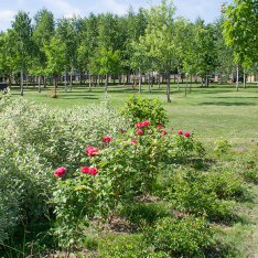 Розовые кусты, поселок Онегино